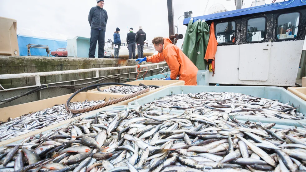 "Kunskapen om traditionellt fiske är så uppenbart bristfällig hos i första hand havs- och vattenmyndigheten att möjligheten till att utfärda författning på detta område omedelbart måste ses över."