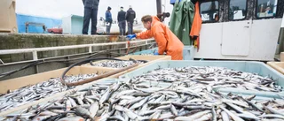 Fisketurismen är inte räddningen för framtidens fiske