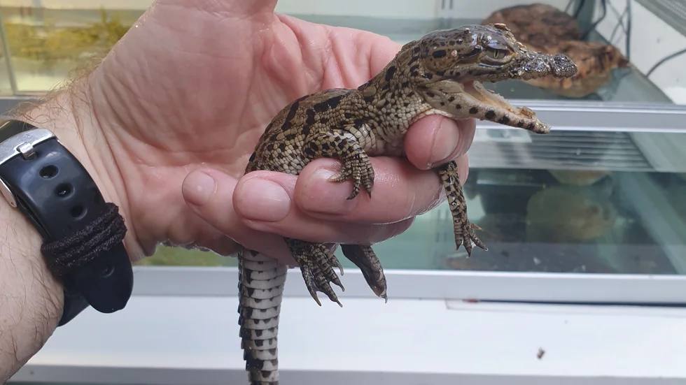 En av de nyligen födda kubakrokodilerna.  I dag är de 15 centimeter långa. Som vuxna kan de bli närmare 2,5 meter långa.