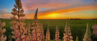 De kom först i sommarbildstävlingen