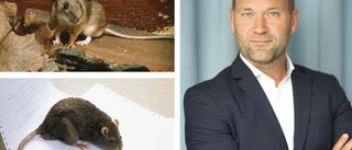 Nu invaderar mössen de sörmländska hemmen: "Rejäl ökning"
