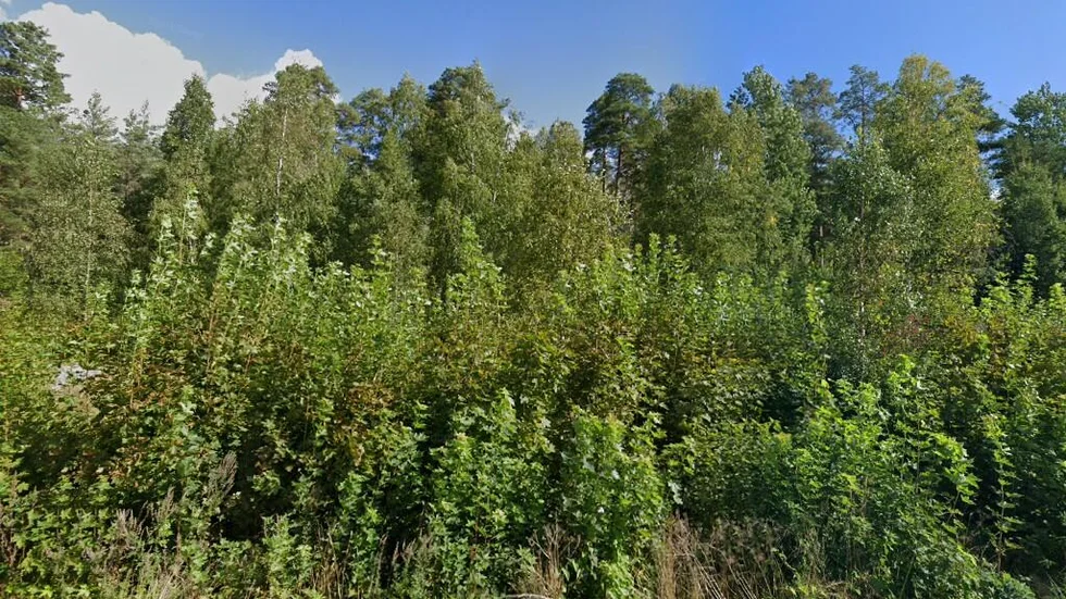 Bieåsen 60