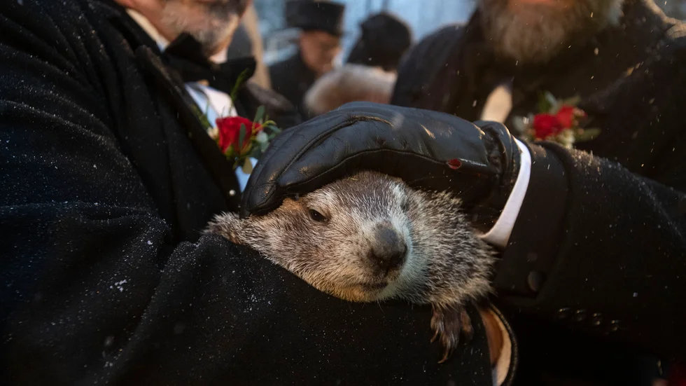 Murmerdjuret Phil, känt från filmen Groundhog day som på svenska heter Måndag hela veckan.