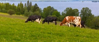 Få kommuner har mål för upphandling av lokalproducerat: "Behöver komplettera sina strategier"