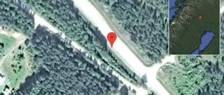 Älgar på vägen på E10