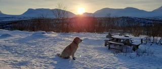 Läsarbilden: Sigge ser solen  