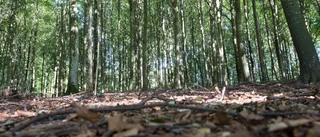 Bajsproblem i skogen runt Taljasjön – chaufförer uträttar sina behov: "Ovärdigt"