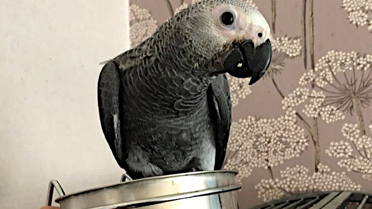 Mango har lämnat sitt hem och saknas av sin ägare.