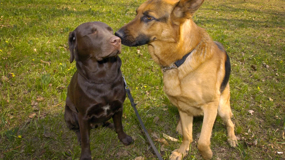Labrador och schäfer är två av de populäraste hundraserna i Uppsala län.