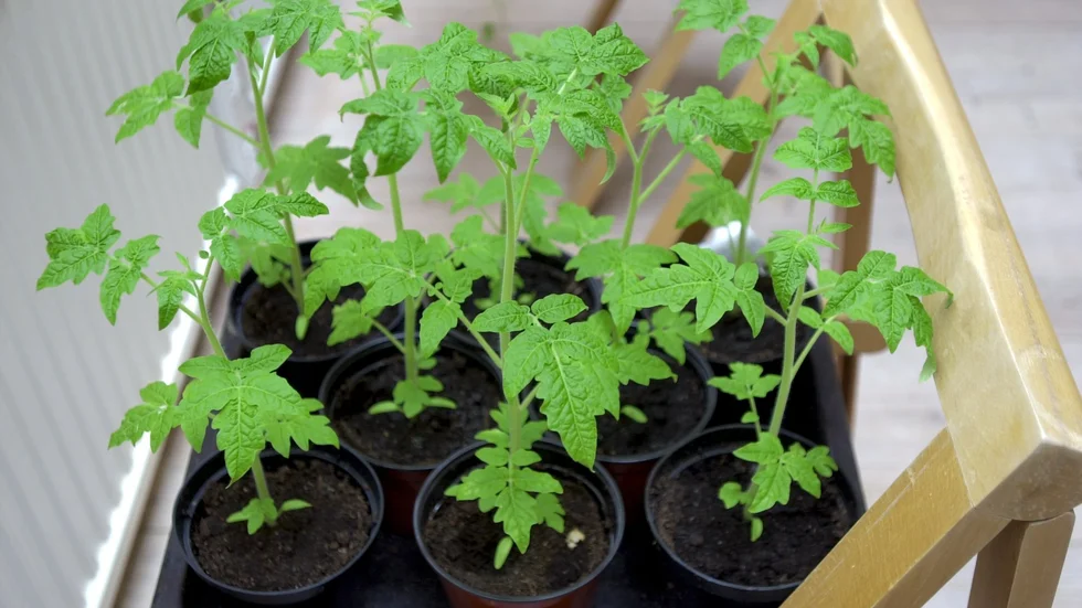 Tomatplantor kan ta skada av växtnäring, om denna innehåller rester av ogräsmedel. Arkivbild.