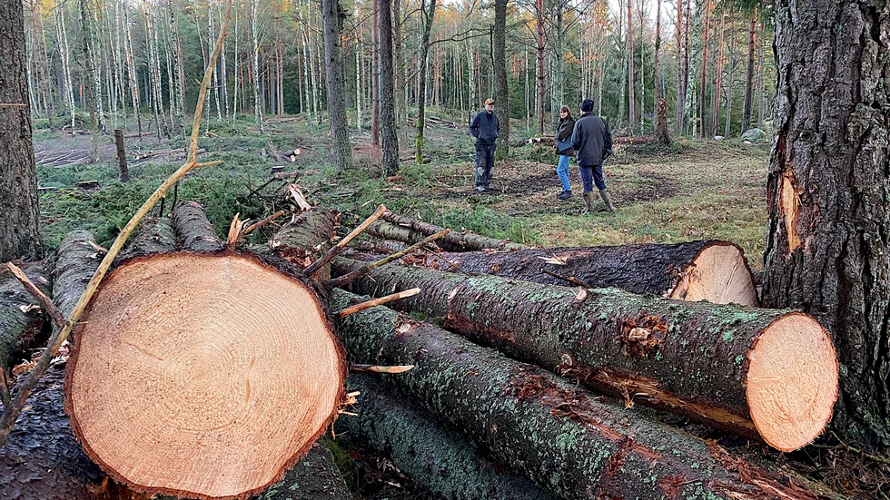 Det finns få rena skogsfastigheter till salu kring Enköping och kommer de ut på marknaden blir priserna höga. Att äga skog anses som en trygg affär och priserna på skogsmark stiger trots oroliga tider enligt fastighetsmäklarna Ludvig & Co.