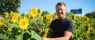 Henrics solrosor ger jättebidrag till Barncancerfonden