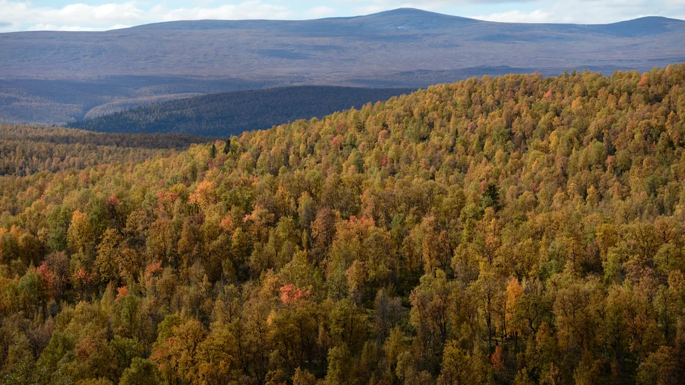 Utsikt över Vindelfjällen från Ammarnäs, en småort i Sorsele kommun. Skogsmark i norr värderas långt under den i söder, men har fått ett uppsving på senare år. Arkivbild.