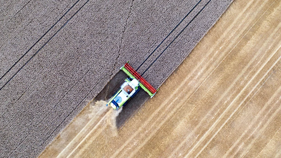 Skörd. Konventionellt jordbruk ger större skördar, men inte nödvändigtvis högre klimatutsläpp. 