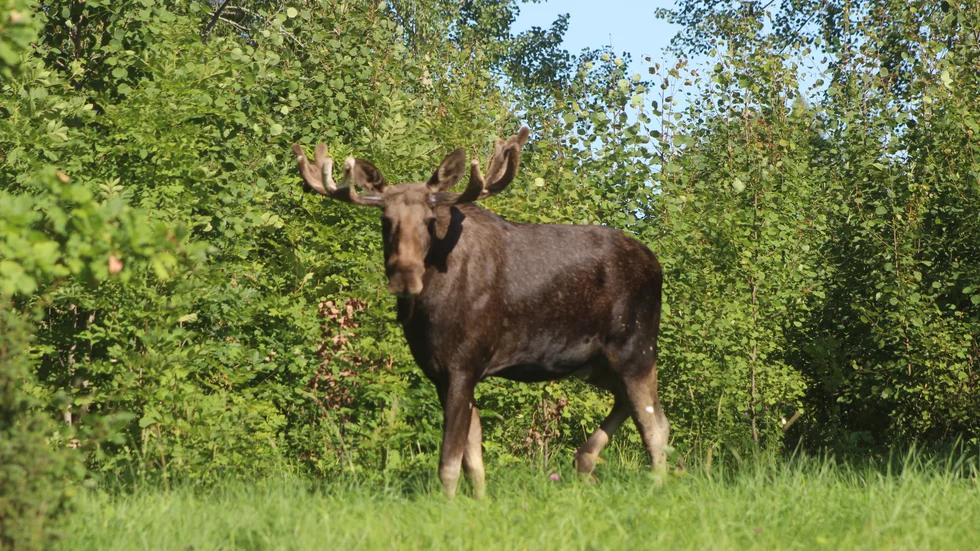 För drygt en vecka sedan såg Fredrik och hans sambo en älg i deras trädgård. 