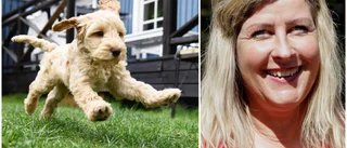 Fler köper hund under krisen: "Kan bli problem i höst"