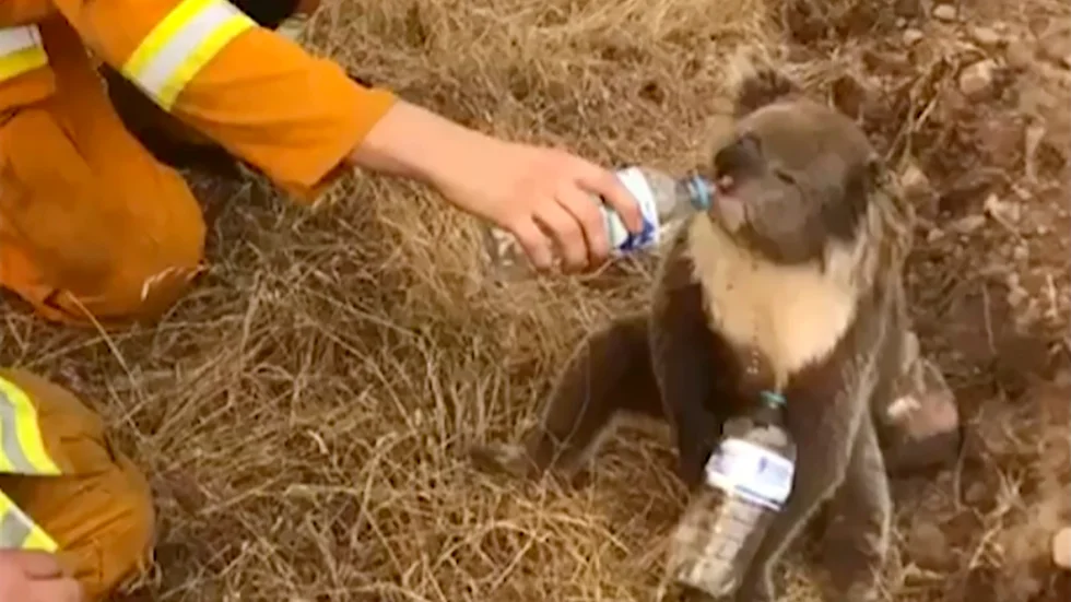 En brandman ger en koala vatten från en vattenflaska i Cudlee Creek i South Australia. Arkivbild.