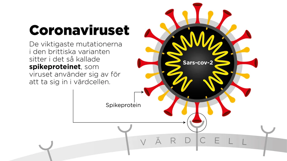 De viktigaste mutationerna i den brittiska varianten sitter i det så kallade spikeproteinet, som viruset använder sig av för att ta sig in i värdcellen.