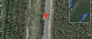 Älg på vägen på väg 506