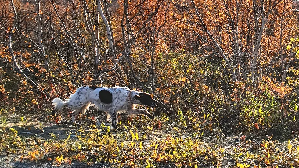 En övergiven fågelhund driver omkring i Ritsem. Och uppgifter tyder på att hunden lämnats där i veckor.