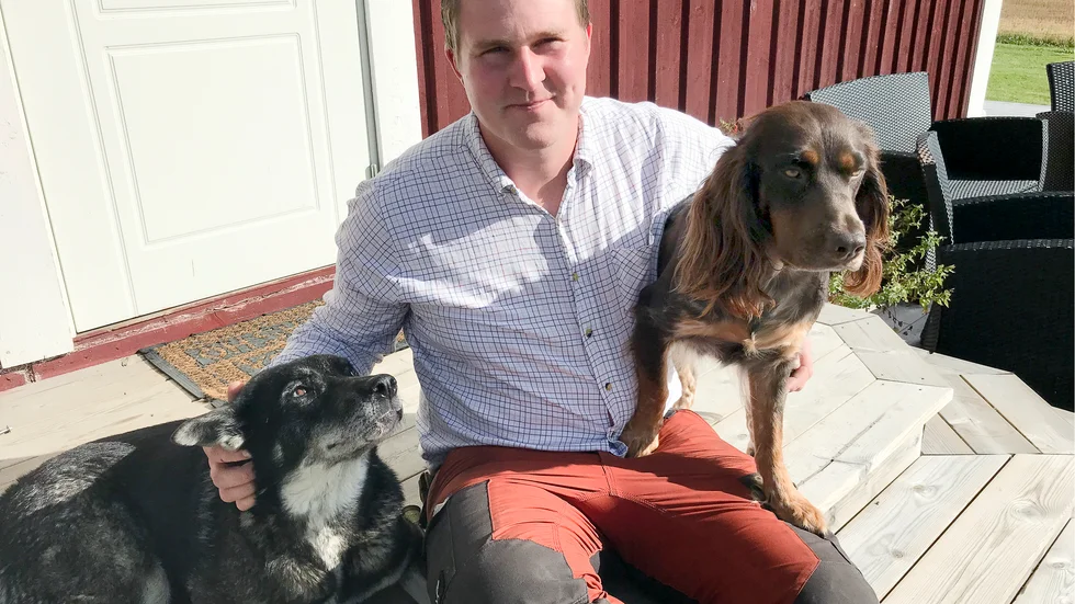 Alfa och Beta följer alltid med Emil Moberg ut på jakt. Förra hösten var de sammanlagt ute på 60 drevjaktsdagar. Nu ligger de alla tre i träning inför älgjakten. 