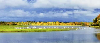 Svanar samlas på Torneälven    