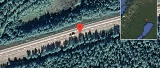Renar på vägen på E4