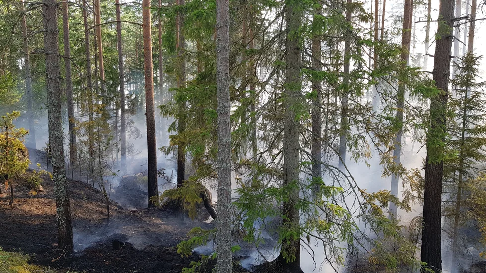 Det ryker i skogen där skogsbranden härjat.