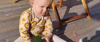 Läsarbilden zucciniskörden     