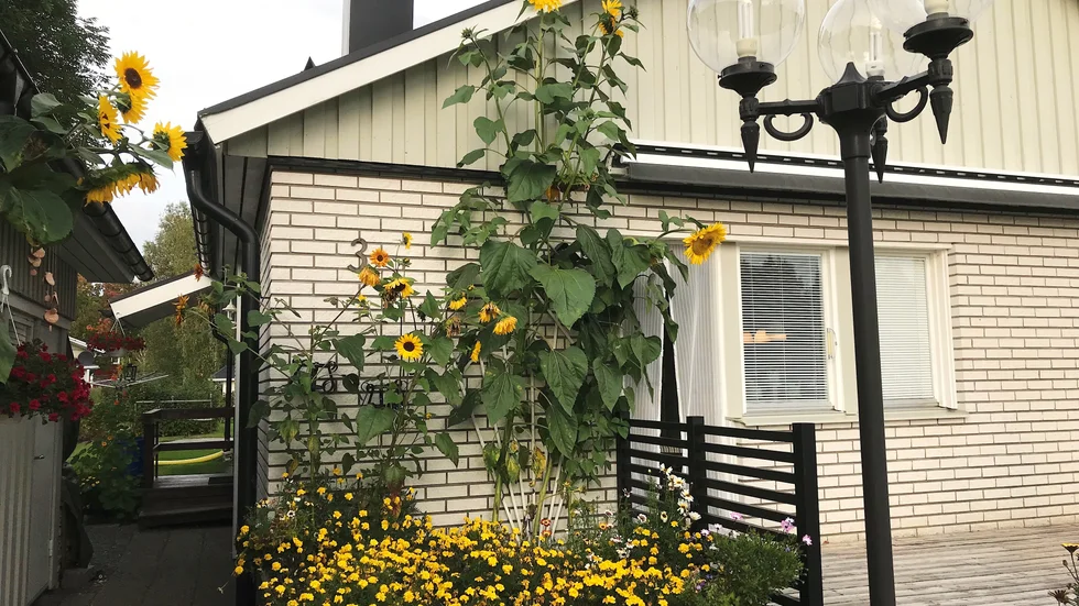 Vinnarna i solrostävlingen blev Conny och Berit Selström i Boden.