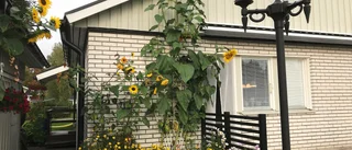 Vinnare av solrostävlingen har utsetts –bor i Boden