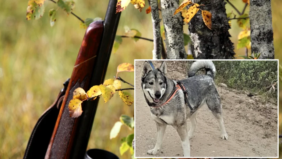 Hunden Greja försvann och hittades senare död i skogen, av en anhörig till ägaren. 