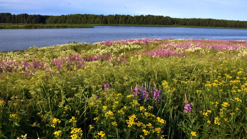 "De gamla strandängarna som ett hav av rosa, senapsgult och gräddvitt – en skönhet som väl ingen kan blunda för. Trodde vi blomstervänner. Så fel vi hade", skriver Anneli Mäkinen.