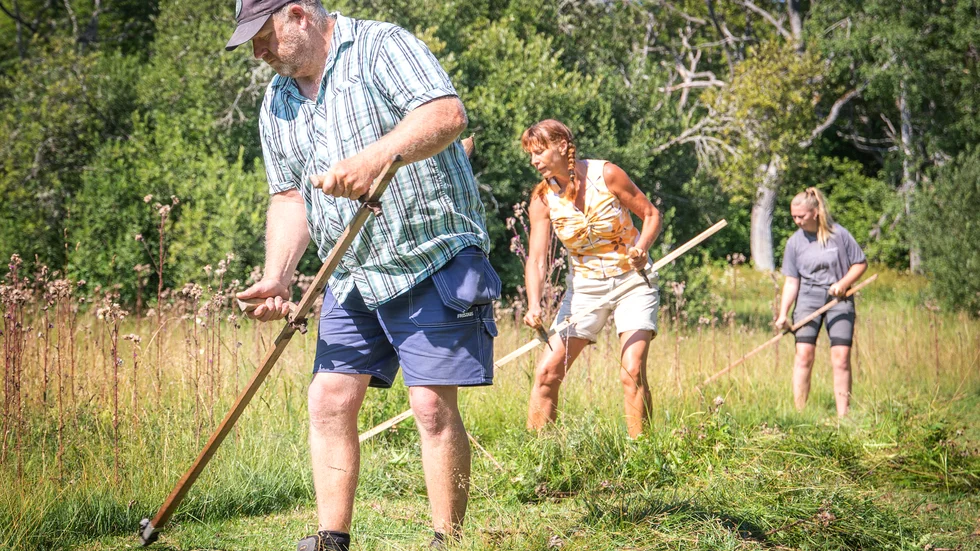 Det gäller att ha den rätta knycken med lien. "Det är som ett musikinstrument man behöver lära sig," säger Hjalmar Croneborg. På bild syns Björn Jonsson, följt av Helena Edman och Lisa Jonsson.