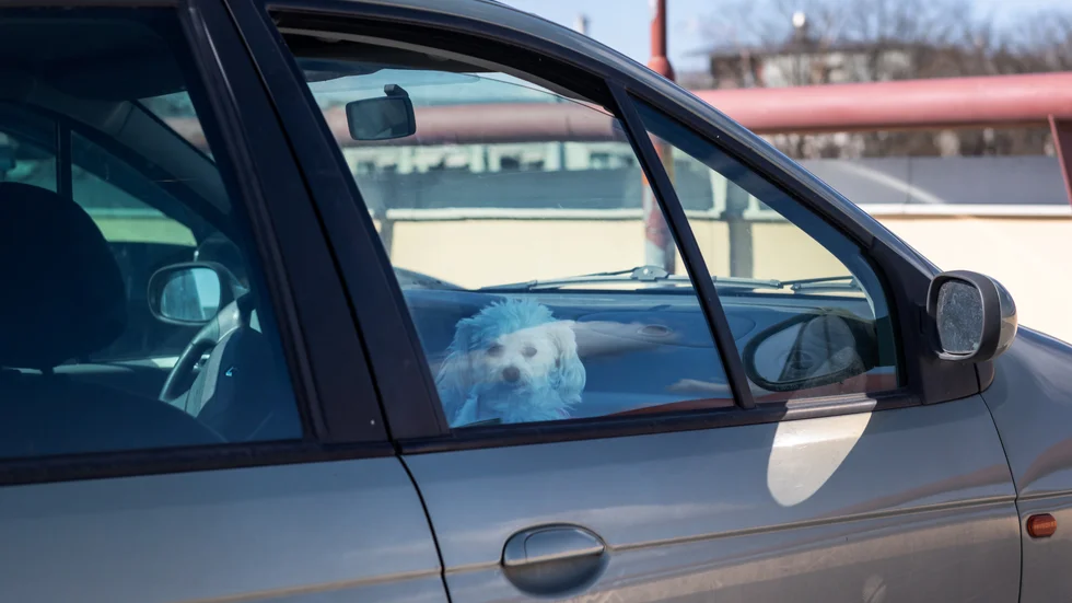 Den dömde mannen var inte medveten om att hans hund var tvungen att vara fastspänd i bilen.