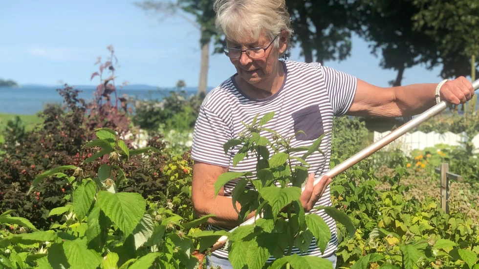 Agneta Falk trivs väldigt bra med sin nya odlingslott. ”Det här är mitt utomhusvardagsrum”, säger hon.