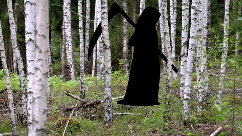 Allt prat om att det svenska skogsbruket skulle vara en faraför den biologiska mångfalden är kontrafaktiskt.