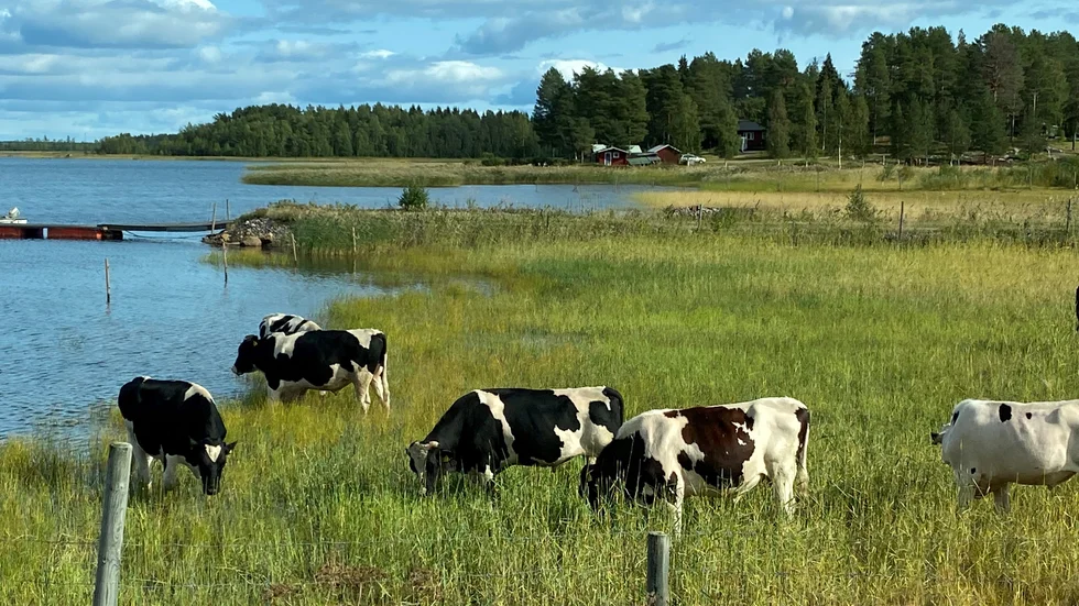 Mysigt ute för kossorna.