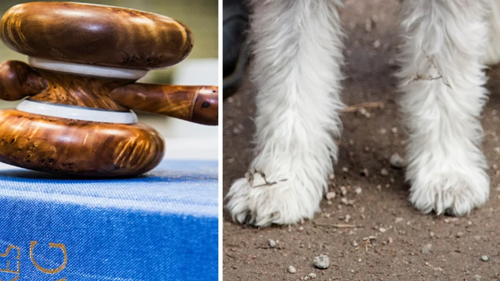 Det var i augusti som hunden omhändertogs sedan den oprovocerat attackerat och bitit en människa. (Hunden på bilden är inte den aktuella hunden.)