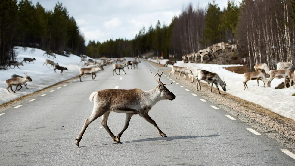 Renar på vägen vid Vindelälven i Västerbotten. Arkivbild.