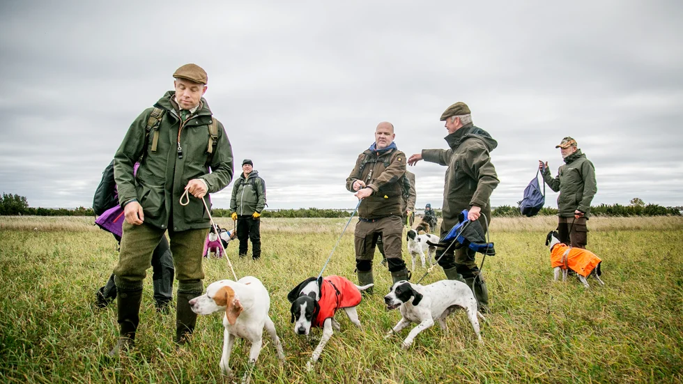 Under förra veckan genomfördes ett stort fältprov med Sveriges främsta fågelhundar på Gotland. I mitten av bilden syns Patric Sundin med tiken Vilja och Per-Arne Arlebring med tiken Lillie. Hundarna, som kommer från samma kull, tog hem andra respektive första plats.