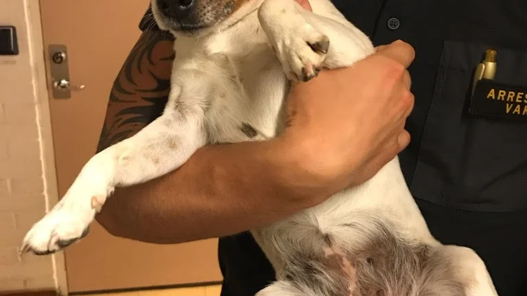 Upphittad hund hos polisen