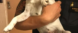 Upphittad hund av polisen