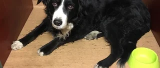 Upphittad hund hos polisen