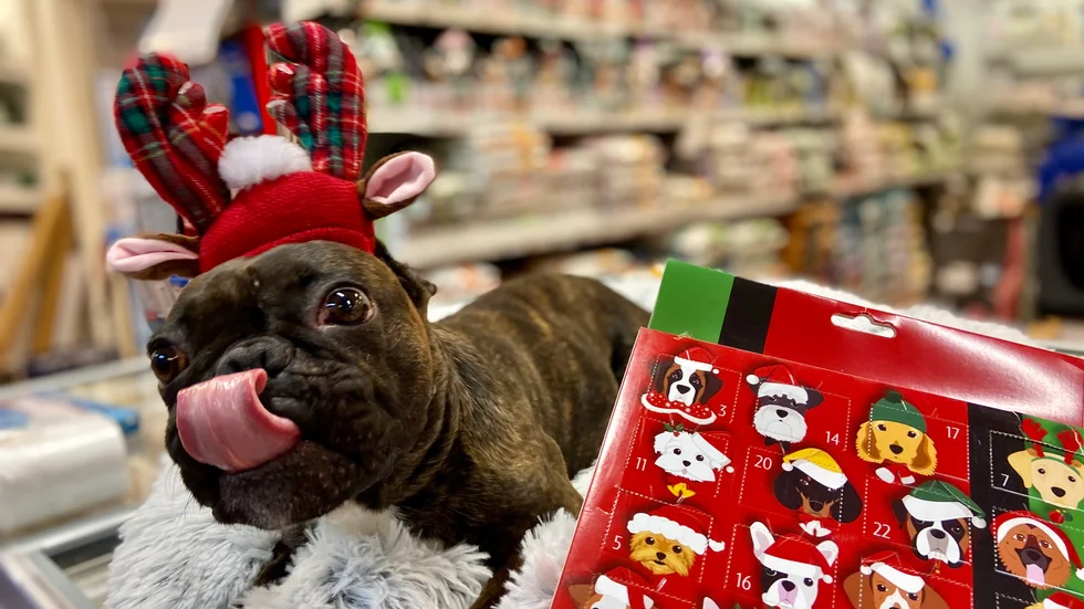Den franska bulldogen Märta har fått en adventskalender. Det finns ingen gräns för kalendrarna som får fler och fler målgrupper och äter sönder den ansträngda ekonomin inför jul. 