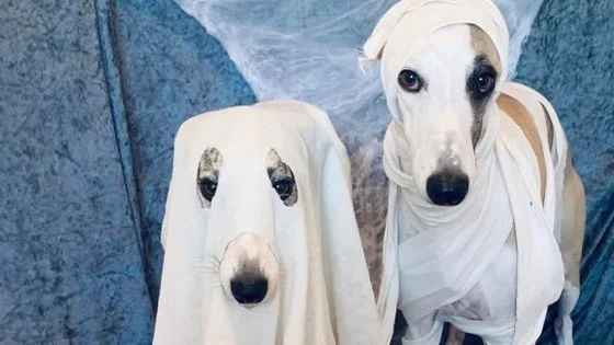 Madeleine Erikssons hundar Cassie och Berra är utklädda till spöken inför hundklubbens Halloween-firande 2020.