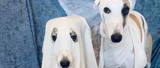 Halloweenfirande på slottet – för hunden: "Mina hundar var spöken förra året"