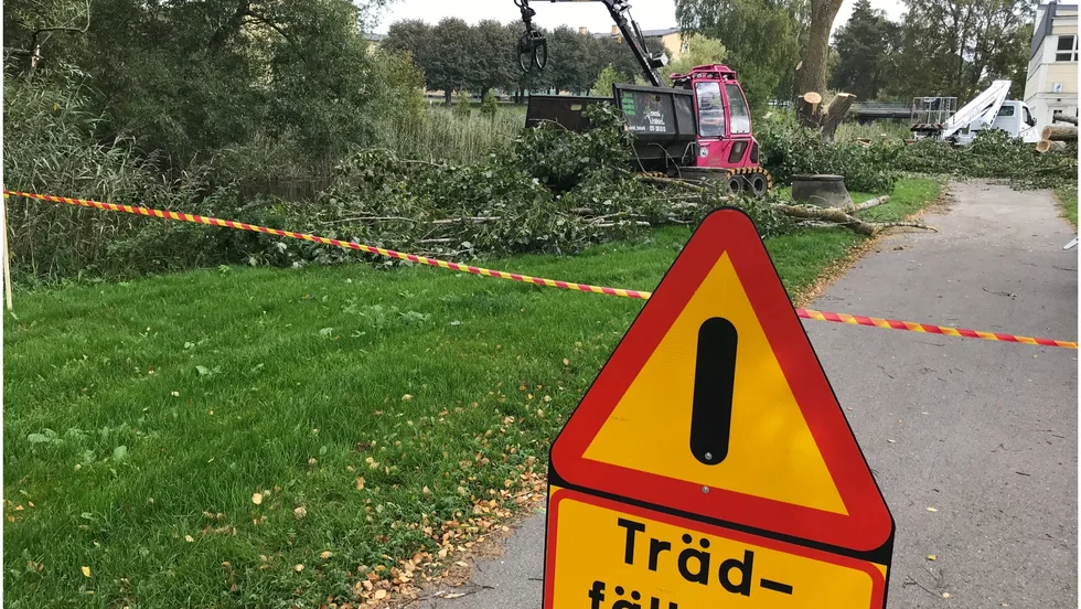 Fällningen av ett antal träd vid åkanten blev inledningen av stabiliseringsprojektet. 