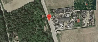 Älg på vägen på väg 900