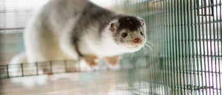 Ny typ av coronavirus hittad på minkfarm
